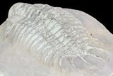 Large, Crotalocephalus Trilobite - Jorf, Morocco #80321-4